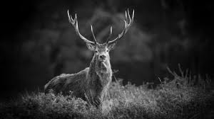 Browse 4,155 white tailed deer stock photos and images available, or search for white tailed deer buck to find more great stock photos and pictures. Why And How Photographing The Bugle Of Deer In Black And White