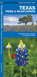 For more tips on identifying winter trees see our blog how to identify trees in winter. Texas Trees Wildflowers A Folding Pocket Guide To Familiar Plants Wildlife And Nature Identification Kavanagh James Waterford Press Leung Raymond 9781583550984 Amazon Com Books