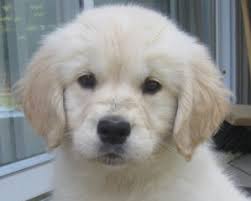 2 male mini groodle puppies 6k price. Ontario Golden Retriever Puppies Holistically Raised Golden Retrievers