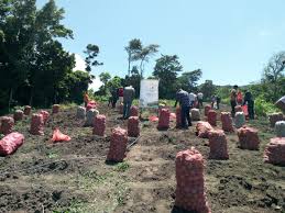 Productores de La Sierra en Falcón cosechan cerca de 100 sacos de Papa  orgánica variedad María Bonita - MINCYT