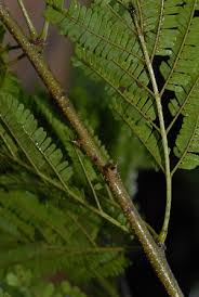 Image result for Newtonia hildebrandtii