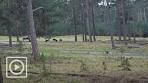 LIVESTREAM | Het Nationale Park De Hoge Veluwe - YouTube