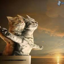 Pin By Her Seyden Biraz On Kedicik Funny Cat Compilation Funny Cat Names Cute Animals