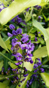 Image result for Hardenbergia comptoniana