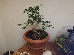 Zelkova bonsailere kışın serin fakat güneş alan yerlerde nem miktarına dikkat edilecek biçimde muhafaza edilmelidir. Bonsai Sanati