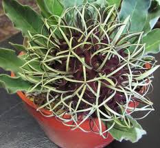 Image result for Brachystelma