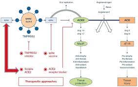 Nivelul cel mai crescut este întâlnit în cazul persoanelor cu genotip dd, cu concentraţii de două ori. Update Ghidul AsociaÈ›iei Americane De Cardiologie In Contextul Covid 19 PacienÈ›ii Hipertensivi Nu Trebuie SÄƒ IntrerupÄƒ Tratamentul Cu Ieca Si BlocanÈ›i Ai Receptorilor De AngiotensinÄƒ Raportul De GardÄƒ