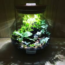 Mystic Owls Themed Fittonia Terrarium With Light Large Terrarium Large Terrarium Glass Garden