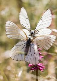 Pin Von Leah Flemmer Auf Mood Board Inspiration Schmetterling Insekten Lustige Haustiere