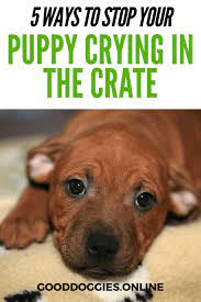 Stop Puppy Whining In Crate Puppy Whining Sleeping Puppies Puppy Training