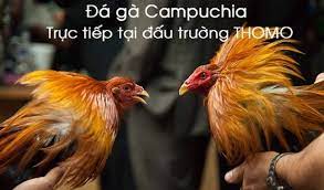 Hướng dẫn Cách Chơi chọi gà Thomo Campuchia | KU89 | KUBET 89