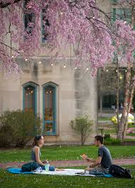 Downtown on state street, flowing plum trees are displaying good color. Cherry Blossoms On The Bu Beach Bu Today Boston University