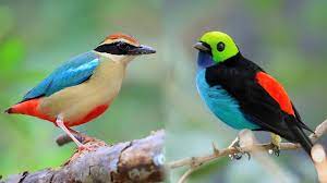 Blue and brown bird on brown tree branch. 10 Most Beautiful Small Birds In The World Youtube