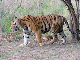 Tiger information, anatomy, feeding, behavior, habitat, reproduction, conservation and facts about bengal, siberian, sumatran, malayan, indochinese and south. Bengal Tiger Wikipedia