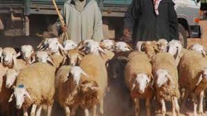 Avec la flambée du prix des bétails, les fidèles musulmans s'associent au. Aid El Adha 2021 En Algerie Voici Pourquoi Le Prix Du Mouton A Flambe