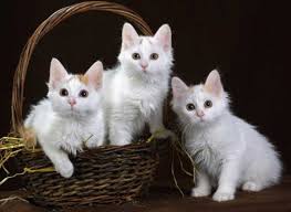 kediler dunyaya nasil yayildi kediler ve yavrulari cute kittens yavru kediler