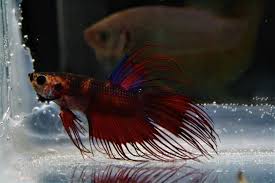 Pin On Betta Fish