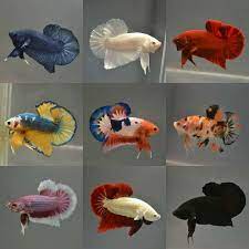 These fish were bred in south east asia specifically for fighting. Plakat Ibc Area 6 Betta Fish Types Pet Fish Betta Aquarium