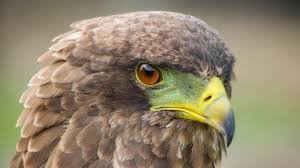 Nachrichten Aus Deutschland Steinadler Stirbt An Bleivergiftung Stern De
