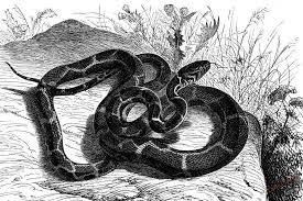 Gambar sketsa naga, mahluk mitologi paling populer. Cara Menggambar Dengan Pensil Ular Caucasian Bertahap Bagaimana Untuk Menarik Seekor Ular Dalam Pensil