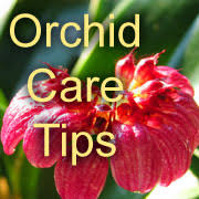 Growing orchids under lights for beginners. Growing Orchids Under Lights