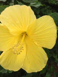 My Yellow Hibiscus Flower Hibiscus Flowers Hibiscus Rosa Sinensis Yellow Hibiscus