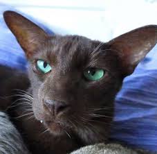 Distinguished by her lack of coat and wrinkly skin, the sphynx is a hairless cat breed that is surprisingly not considered hypoallergenic. 10 Short Haired Cat Breeds Care Com