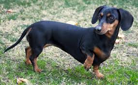 The dachshund dog breed is bred with three varieties of coat: Dachshund Hypoallergenic Online Off 71