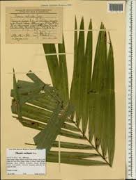 Image result for Poecilostachys oplismenoides