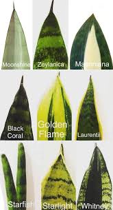 One of the best snake plant health benefits is it can make its small contribution to get rid of toxic air pollutants. Snake Plant Care 5 Amazing Benefits Of Sansevieria A Piece Of Rainbow