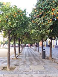 Runnels In Cordoba Sevilla And Madrid Cordoba Sevilla Cordoba Spain