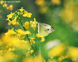 Pin By Jackie Buisman On Butterflies And Insects Butterfly Wallpaper Butterfly Photos Yellow Flowers