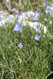 Image result for Wahlenbergia