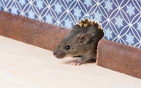 Eliminating established pest infestations can be challenging. Keep Rodents Out Tips Techniques For Rodent Exclusion Buzz Tech Pest Control