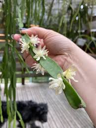 Image result for Rhipsalis