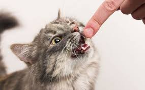 kedi tirmalamasi ilk yardim miyhav com