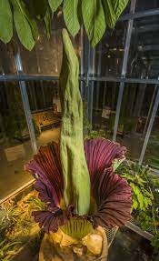 Photos Stinky Corpse Flower Blooms Corpse Flower Corpse Flower Bloom Flower Photos