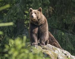 Check spelling or type a new query. Woodland Brown Bear Wallpaper Wall Mural