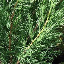 Spartan junipers are widely revered for their narrow growth. Juniper Spartan Australian Plants Online