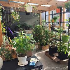 The attached greenhouse provides extra living space and is comfortable for lounging on sunny days year round. A Diy Greenhouse For Growing Food Year Round Off Grid World