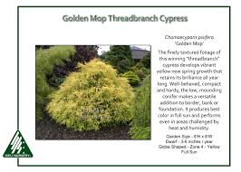 Dwarf gold mop cypress care. Chamaecyparis Pisifera Golden Mop Iseli Nursery