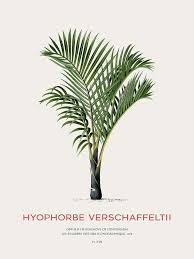 Image result for Hyophorbe verschaffeltii