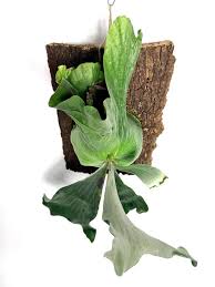 Image result for Platycerium elephantotis