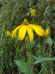 Image result for Launaea rarifolia