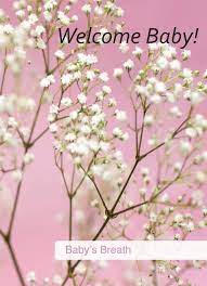 We Could Decorate With Lots Of Babys Breath In Vases Garden Baby Showers Babys Breath Pink Baby Shower