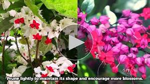 Image result for Clerodendrum toxicarium