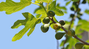 Je taille à 3 yeux la première année, puis les rameaux nés de cette taille à 2 yeux. Figuier Plantation Entretien Cote Maison