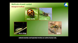 However it is a good practice to ensure there are control measures in place to minimise the risk of. Methods Of Pest Control Improvement Of Food Resources Cbse Grade 09 Biology Youtube
