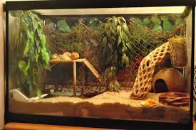 Hermit Crab Tank Setup Ideas Google Search Hermit Crab Tank Hermit Crab Habitat Hermit Crab