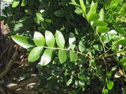 Image result for Triraphis schinzii